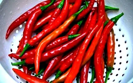 cayenne cayenne