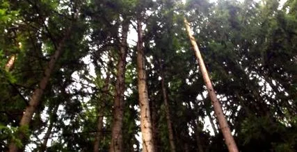 maradhat