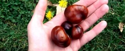 gesztenye