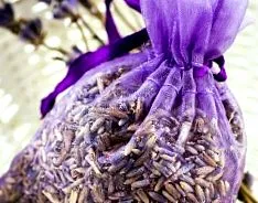 tulajdonságai lavandula