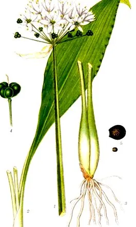 medvehagyma