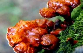 reishi hosszú