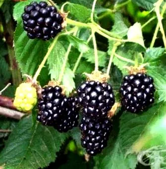 szeder rubus