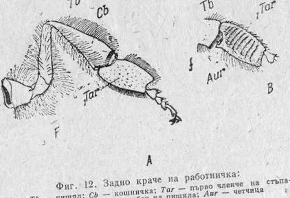 szárnyai szárnyai