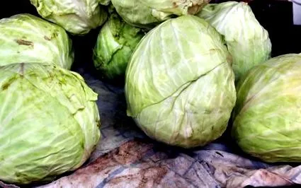 friss káposzta hajhullás elleni