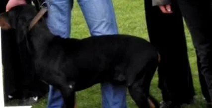 lelőtt
