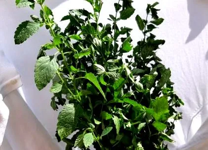 melissa officinalis
