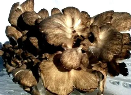 maitake táncoló