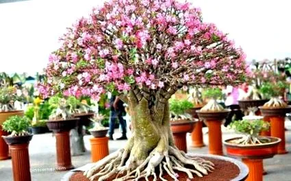 bonsai kapcsán
