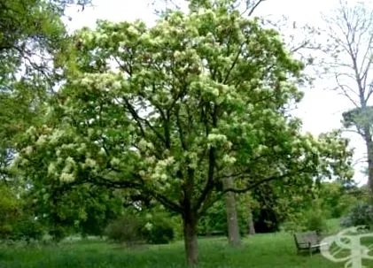 fraxinus körömvirág