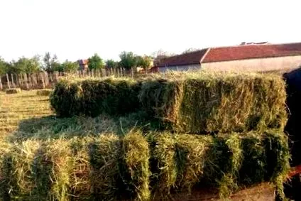falusi lucerna-bálát