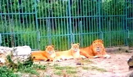 újszülött