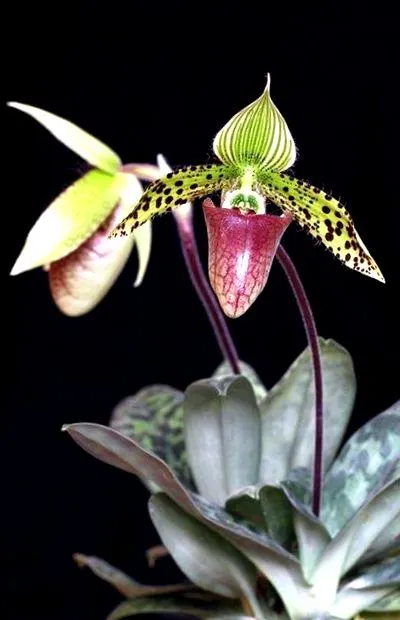 orchidea pafiopediplum