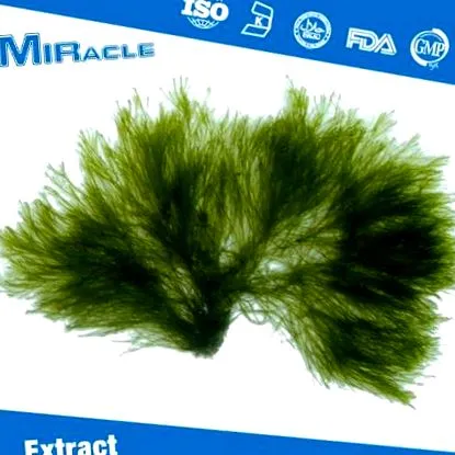 kivonat
