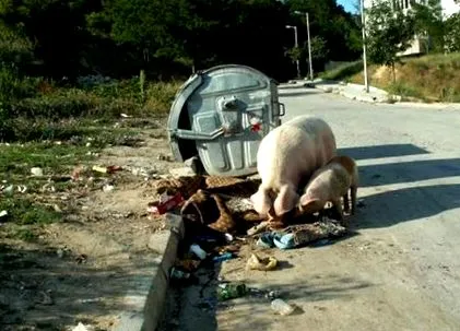 disznók