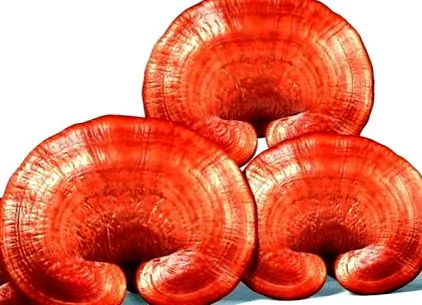 ganoderma