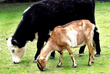 kecske miben