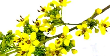 tavaszi