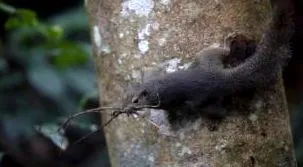 coloradói pestis