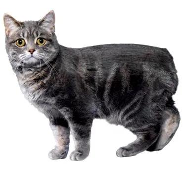purina tenyészt