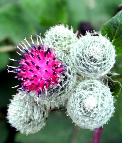 botanic bőrért