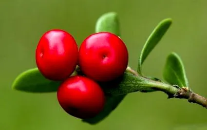 fórum problémákban-bearberry