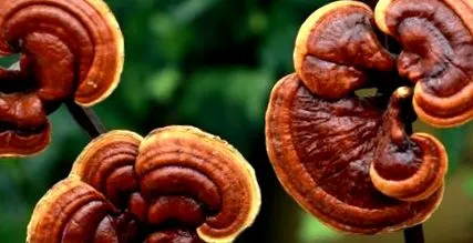 ling-ji reishi