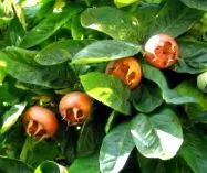 medlars megszabadulhat