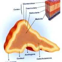 szerepe mellékvese