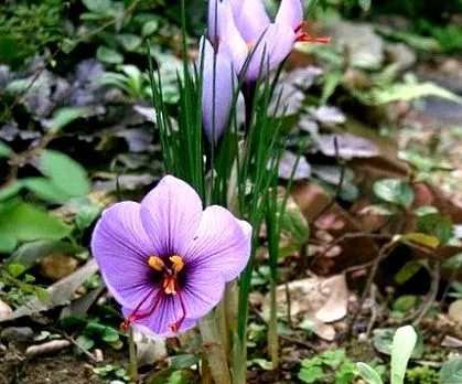 Crocus sativus sáfrány