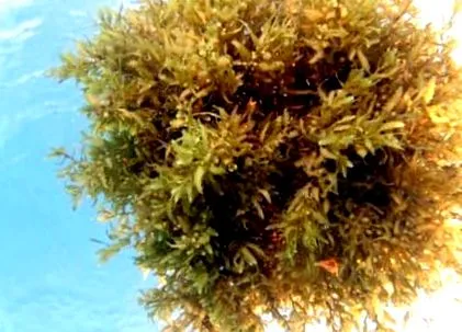 sargassum botanika