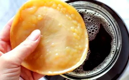 scoby