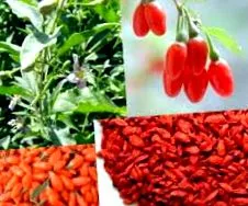 goji bogyó