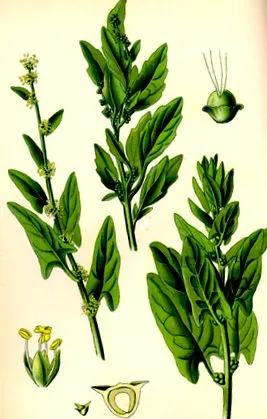 áruházának