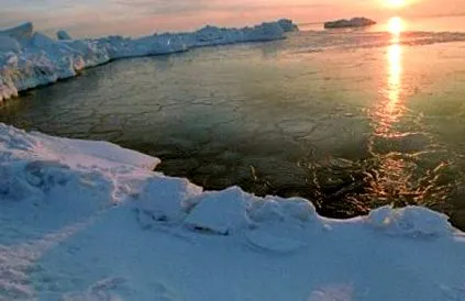 alvó arctic
