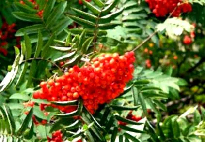 karcsú viburnum