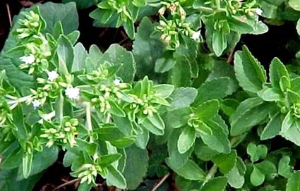 hogy stevia hogy stevia