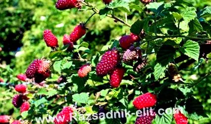között blackberry