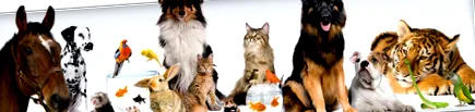 pet-k