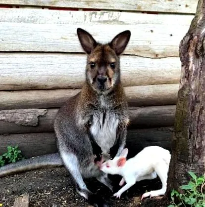 kengurut