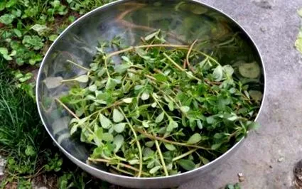 purslane purslane
