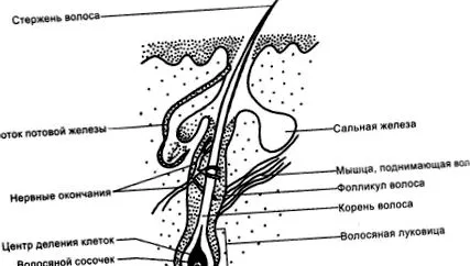 hajvitaminok