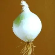 hörghurutot