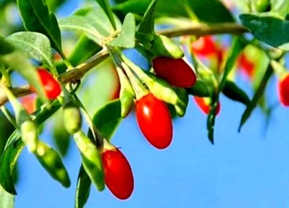 gyümölcse berry