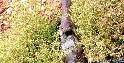 csatában snake