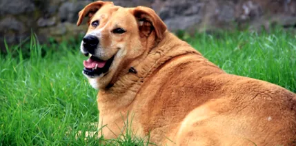 fogyásban