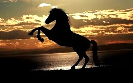 horse