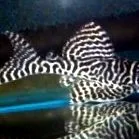 ancistrus