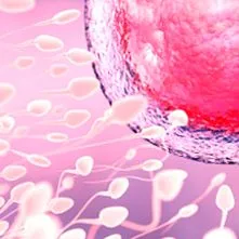 vitro megtermékenyítés megtermékenyítés