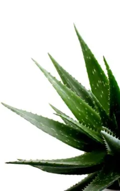 aloe aloe vera